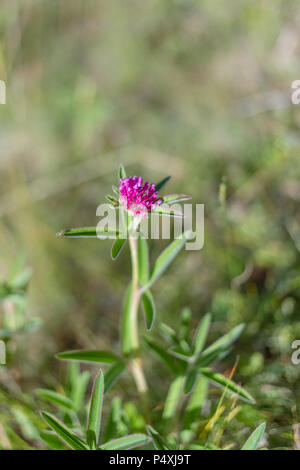 Zigzag clover in bloom with strong color Stock Photo