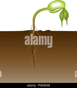 Seed germination is a process by which a seed embryo develops into a ...