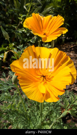 California poppy, Eschscholzia californica, aka golden poppy, Flame Flower, la amapola, and Copa de Oro Stock Photo