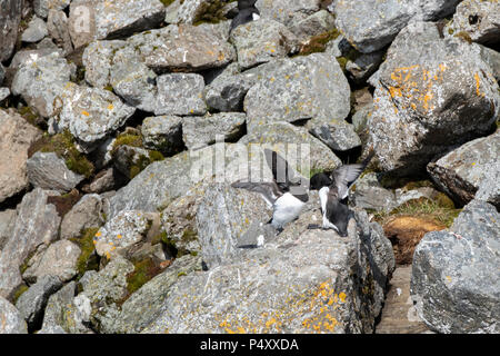 Norway, Svalbard, Spitsbergen, Isbjornhamna. Little auk (Alle Alle)  nesting site in rocky scree hillside. Stock Photo