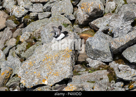 Norway, Svalbard, Spitsbergen, Isbjornhamna. Little auk (Alle Alle)  nesting site in rocky scree hillside. Stock Photo