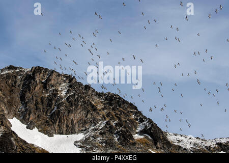 Norway, Svalbard, Spitsbergen, Isbjornhamna. Little auks (Alle Alle)  flying in large flocks over nesting site in rocky scree hillside. Stock Photo