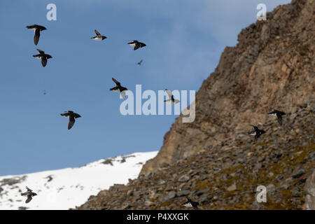 Norway, Svalbard, Spitsbergen, Isbjornhamna. Little auks (Alle Alle)  flying in large flocks over nesting site in rocky scree hillside. Stock Photo