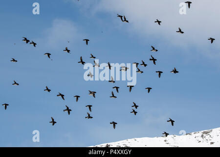 Norway, Svalbard, Spitsbergen, Isbjornhamna. Little auks (Alle alle) flying over major nesting site. Stock Photo