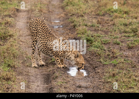 Cheetah (Acinonyx jubatus) male drinking from a puddle in Serengeti National Park, Tanzania Stock Photo