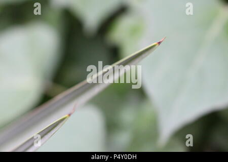 Close up photo from a Palm tree leave in a home yard garden in spring season. Stock Photo