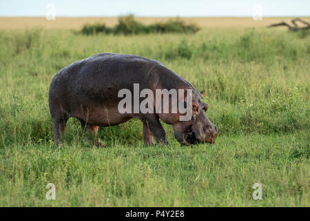 Hippopotamus (Hippopotamus amphibious) grazing on grass in Serengeti National Park, Tanzania Stock Photo