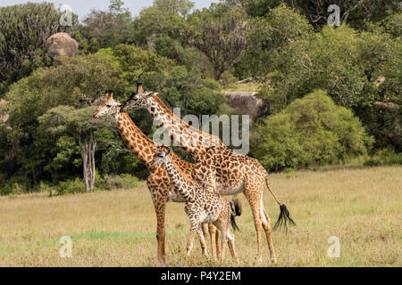 Masai Giraffe (Giraffa camelopardalis tippelskirchi) walking on the savannah in Serengeti National Park, Tanzania Stock Photo