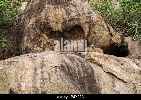 Rock Hyrax (Procavia capensis) resting on a kopje in Serengeti National Park, Tanzania Stock Photo