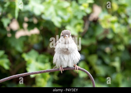 Young House Sparrow Passer domesticus on metal rod Stock Photo
