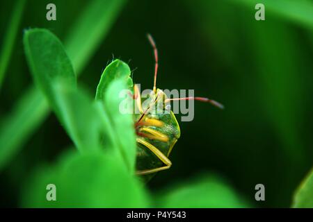 Green Shield Bug in the undergrowth Stock Photo