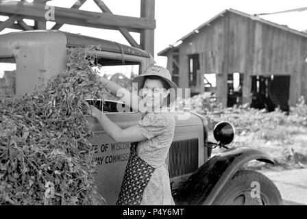 Wife of Pea Farmery at Vinery near Sun Prairie, Wisconsin, USA, Russell Lee, U.S. Resettlement Administration, June 1937 Stock Photo