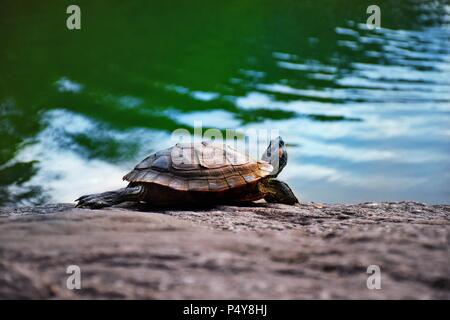 A Red-Eared Slider turtle basking in the sunlight at the Turtle Pond in New York City's Central Park Stock Photo