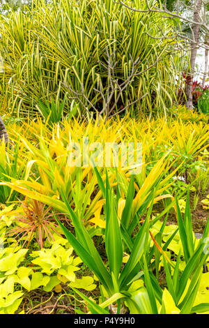 Lush vegetation in the grounds of the Shangri La Rasa Ria, Borneo, Malaysia Stock Photo
