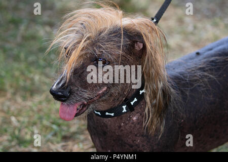 California, USA. 23rd June, 2018. Himisaboo, a Chinese Crested Hairless and Dachshund mix, competes at the World’s Ugliest Dog ® Contest held at the Sonoma-Marin Fairgrounds in Petaluma, Ca. on Saturday, June 23, 2018. Credit: Tim Fleming/Alamy Live News Credit: Tim Fleming/Alamy Live News Stock Photo