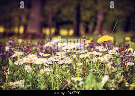 Ox-eye daisies and yellow dandelions in the spring meadow. Seasonal natural scene. Red photo filter.