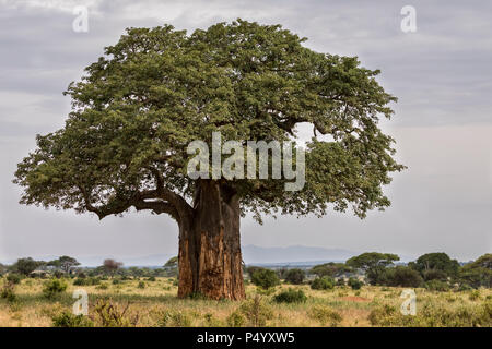 African Baobab (Adansonia digitata) tree on the savannah in Tarangire National Park, Tanzania Stock Photo