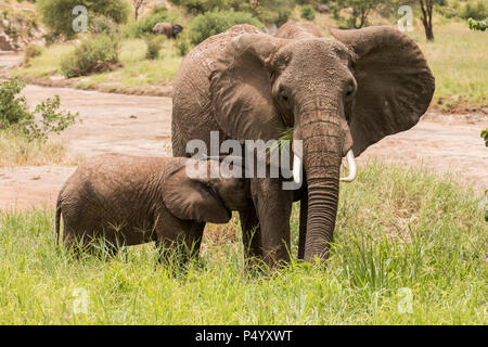 African Elephant (Loxodonta africana) calf attempting to nurse while mother is feeding in Tarangire National Park, Tanzania Stock Photo