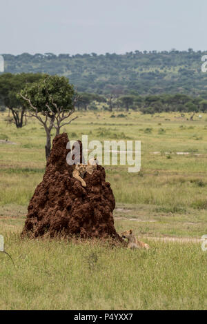 African Lion (Panthera leo) pride on a termite mound in Tarangire National Park, Tanzania Stock Photo