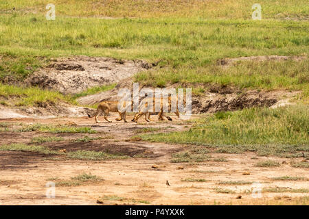 African Lion (Panthera leo) pride hunting on the savannah in Tarangire National Park, Tanzania Stock Photo