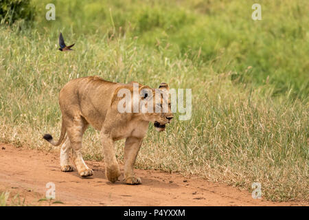 African Lion (Panthera leo) pride hunting on the savannah in Tarangire National Park, Tanzania