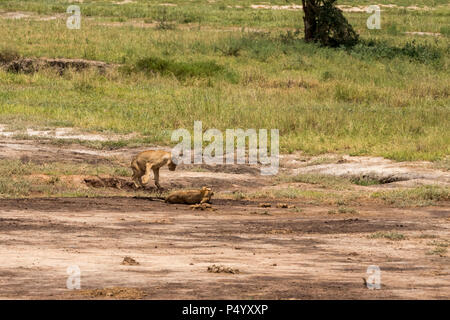 African Lion (Panthera leo) pride at play on the savannah in Tarangire National Park, Tanzania Stock Photo