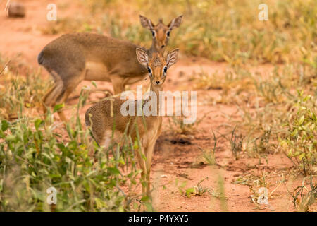 Kirk’s Dik-Dik (Madoqua kirkii) on the savannah in Tarangire National Park, Tanzania Stock Photo