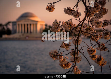 The Jefferson Memorial framed by blooming cherry blossoms during the Cherry Blossom Festival in Washington, DC