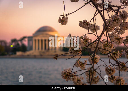 The Jefferson Memorial framed by blooming cherry blossoms during the Cherry Blossom Festival in Washington, DC