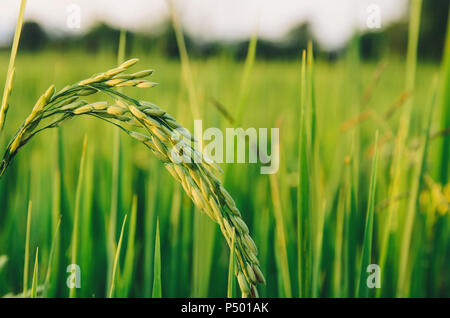 1,000+ Free Rice Field & Rice Images - Pixabay