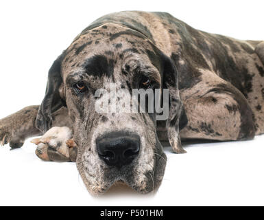 Great Dane in front of white background Stock Photo