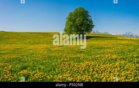 Germany, Bavaria, Fuessen, flowering meadow with dandelions and common oak Stock Photo