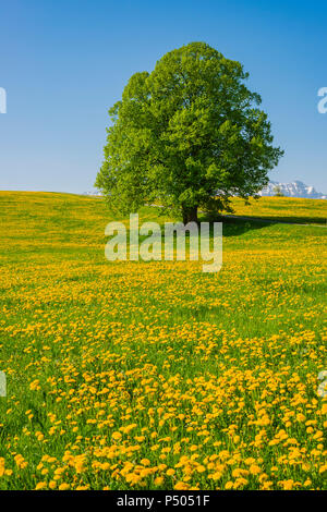 Germany, Bavaria, Fuessen, flowering meadow with dandelions and common oak Stock Photo