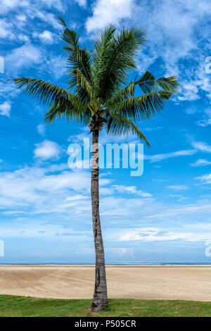 Palm tree on the beach near Kota Kinabalu in Sabah, Borneo, Malaysia