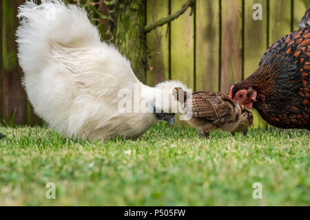 Close-up of a mother Silkie and Wyandotte hen seen with there young chicks looking for grubs on a well-maintained lawn in a private garden. Stock Photo