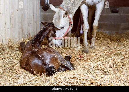 a white mare in the stable and a brown foal is born in the straw and tries to stand up Stock Photo