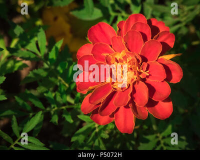 Tagetes patula. French Marigold flower close up in the garden. Stock Photo