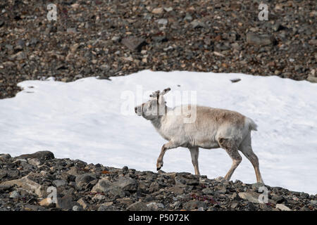 Norway, Svalbard, Spitsbergen, Isbjornhamna. Svalbard reindeer (Rangifer tarandus platyrhynchus) Stock Photo