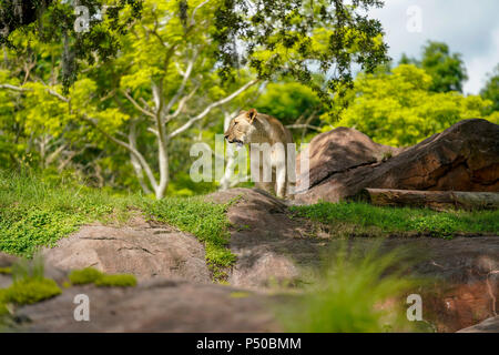 Kilimanjaro Safaris is a safari attraction at Disney's Animal Kingdom on the Walt Disney World Resort property in Lake Buena Vista, Florida. Stock Photo