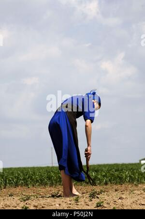 Amish woman doing farm works. Lancaster County. United States. Stock Photo