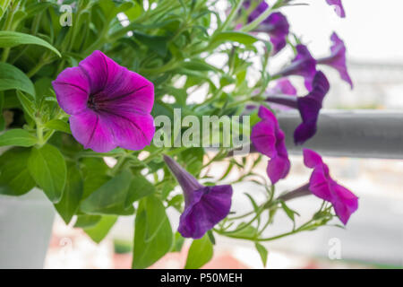 Beautiful purple petunia flowers in hanging pot Stock Photo