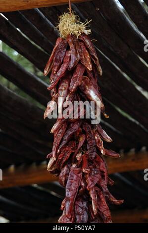 Red hot chilli peppers hanging, Albuquerque. New Mexico. United States. Stock Photo