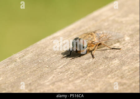 A hunting Narrow-winged Horsefly (Tabanus maculicornis) perching on a wooden fence in woodland. Stock Photo