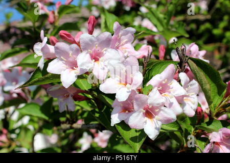 Weigela Rosea funnel shaped light pink fully open and closed flowers ...