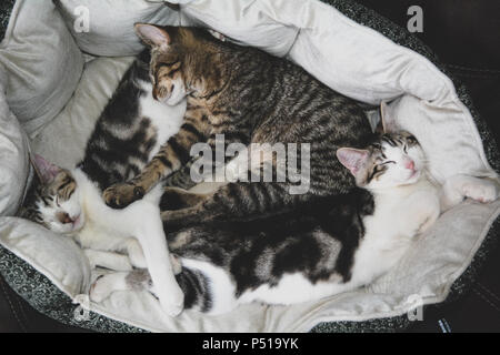 Three Cute Kittens Cuddling Round Pet Bed Stock Photo