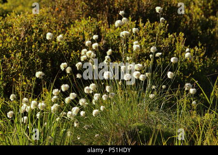 Sunlit cotton-grass growing in a raised bog, Saxony-Anhalt, Germany. Stock Photo