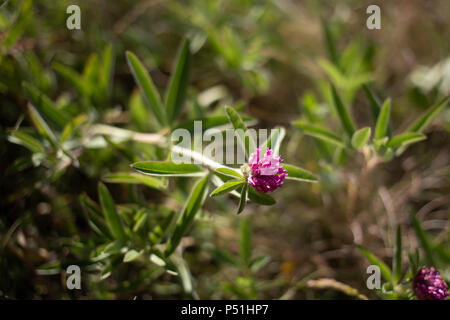 Zigzag clover in bloom with strong color Stock Photo