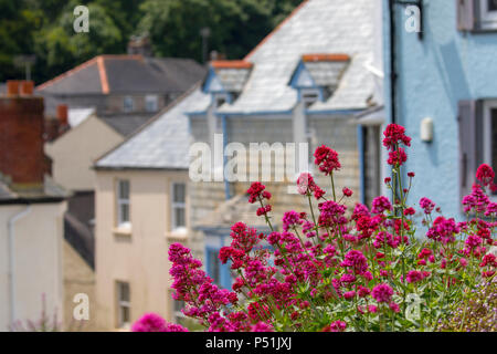 Hot summer sunshine on the old fishing village of Cawsand and pretty colouful flowers in the foreground know as Pink flowering Valerian or Centranthus Stock Photo