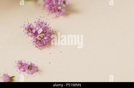 Flowers Spirea on beige tone. Greeting card template. Stock Photo