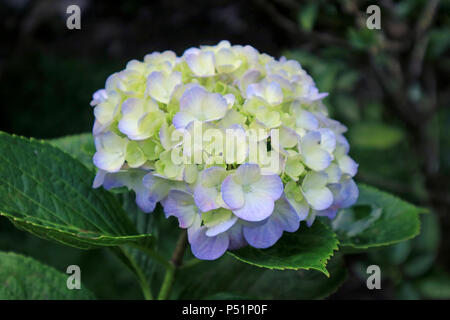 Close up of beautiful blooming Pale purple and yellow Hydrangea flower Stock Photo